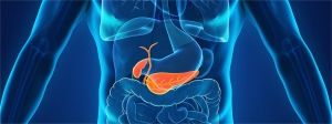 人体胆囊和胰腺解剖