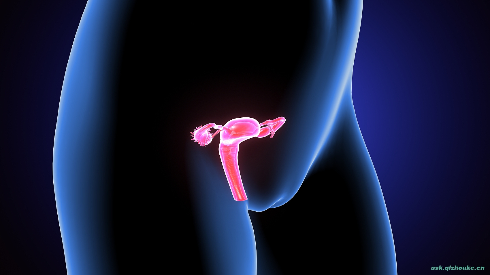 女性生殖系统解剖学的3D插图